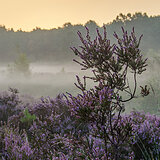 Sunrise at the heathlands